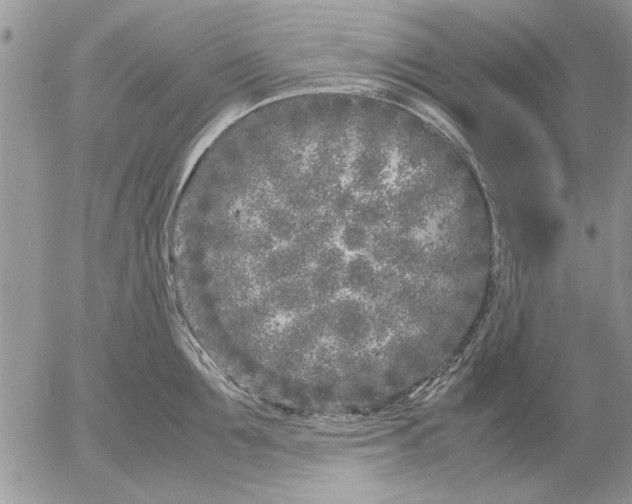 X0000053010907200507291704