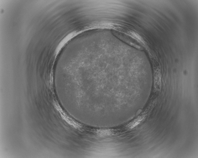 X0000053010944200507291704