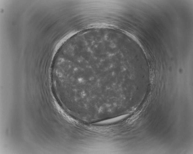 X0000053010995200507291703