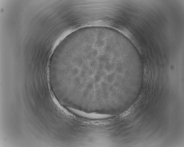 X0000053010998200507291703