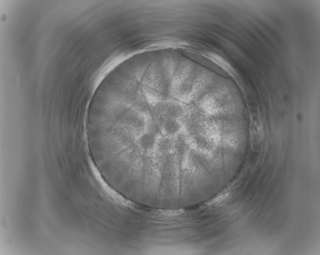 X0000053011055200507291703