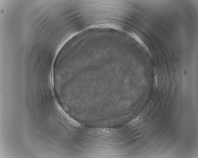 X0000053011084200507291702