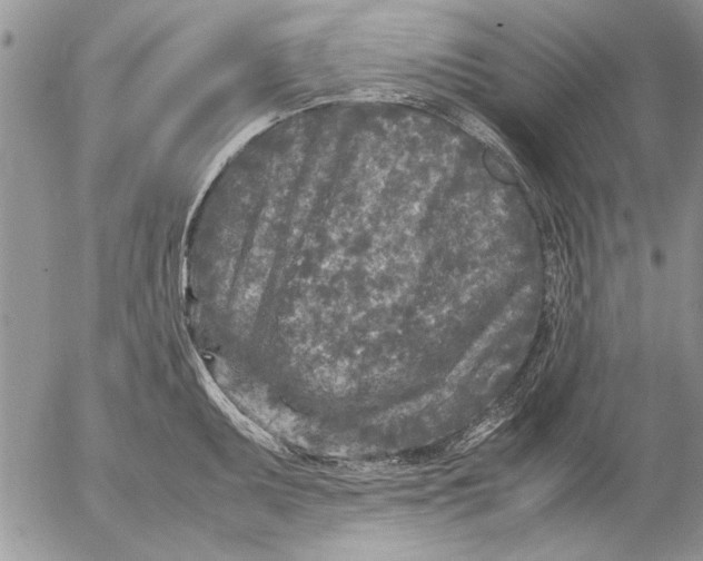 X0000053011095200507291701