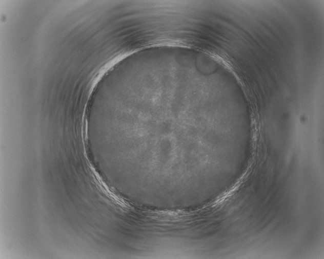 X0000053011125200507291701