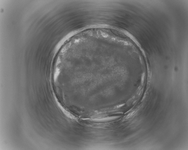 X0000053011245200507291700