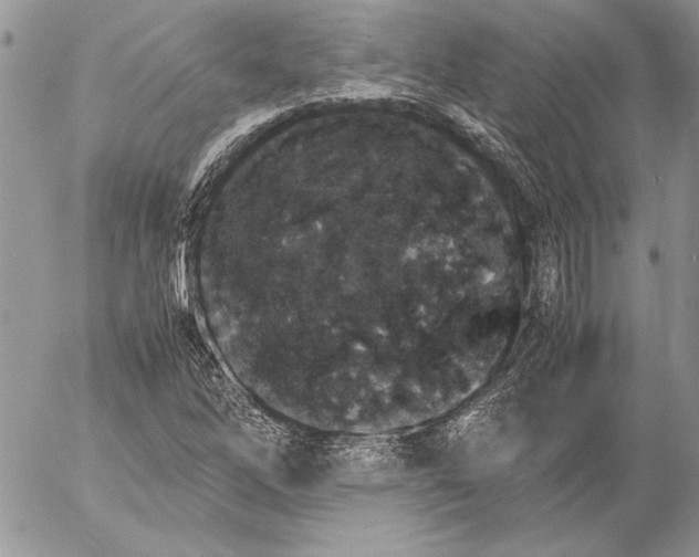 X0000053011262200507291659