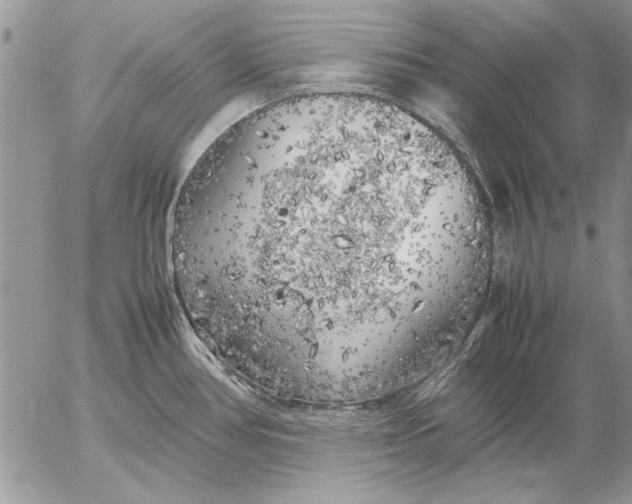 X0000053011386200507291657