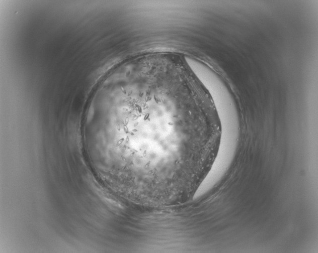 X0000053010386200508051206