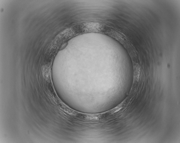 X0000053020701200507291733