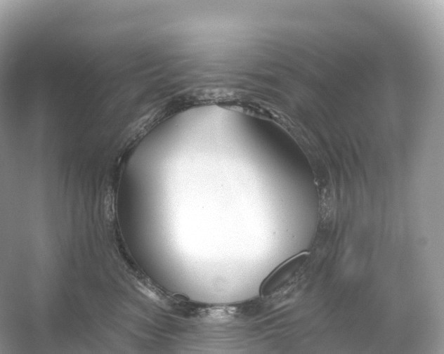 X0000053020474200508051231