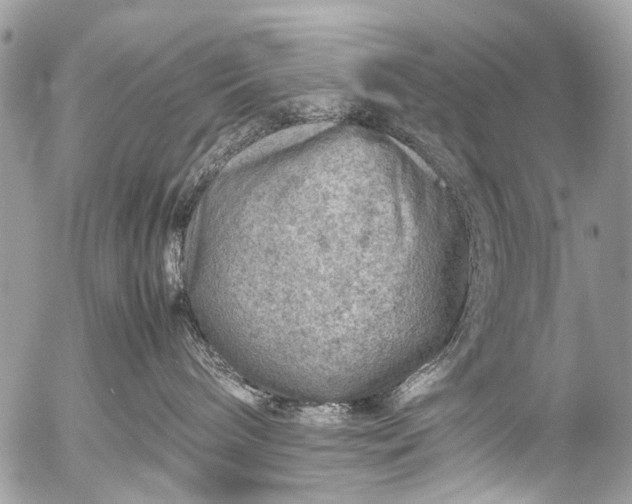 X0000053050240200507251431