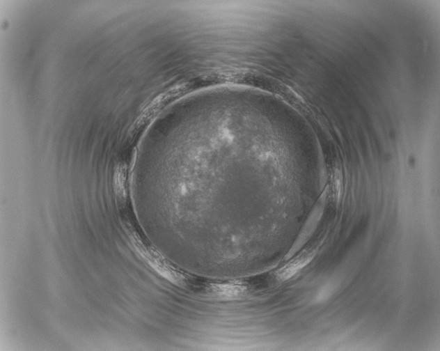 X0000053050286200507251431