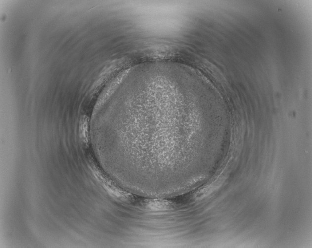 X0000053050336200507251429