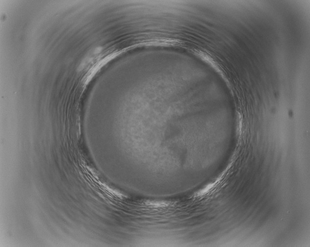 X0000053050829200507251421