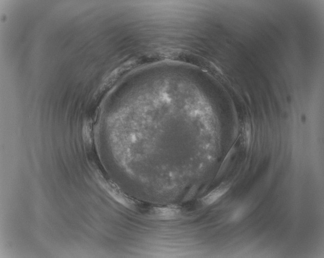 X0000053050286200508011856