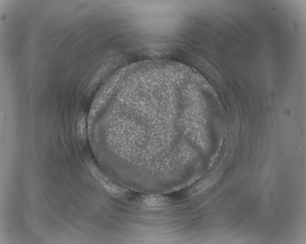 X0000053050336200508011854