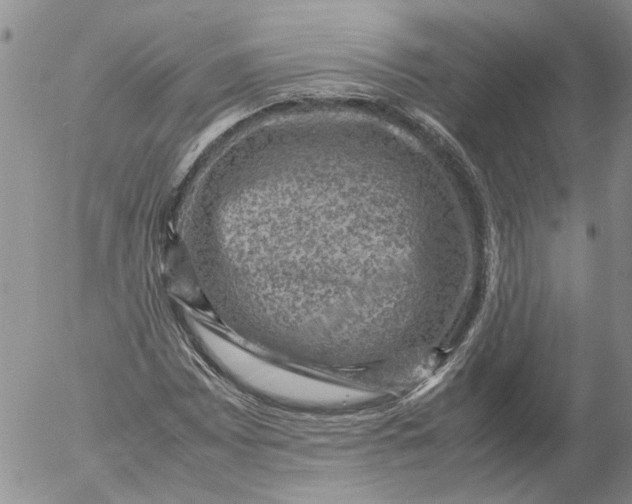 X0000053051065200508011842