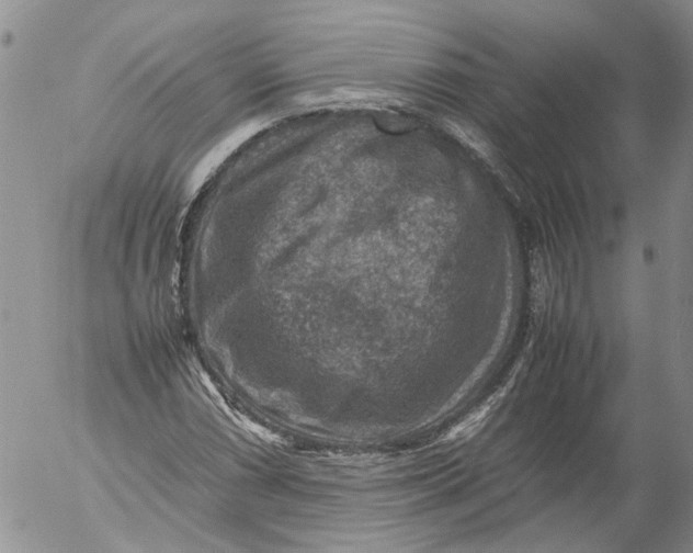 X0000053051066200508011842