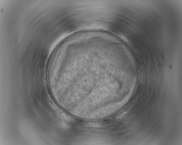 X0000053051086200508011841