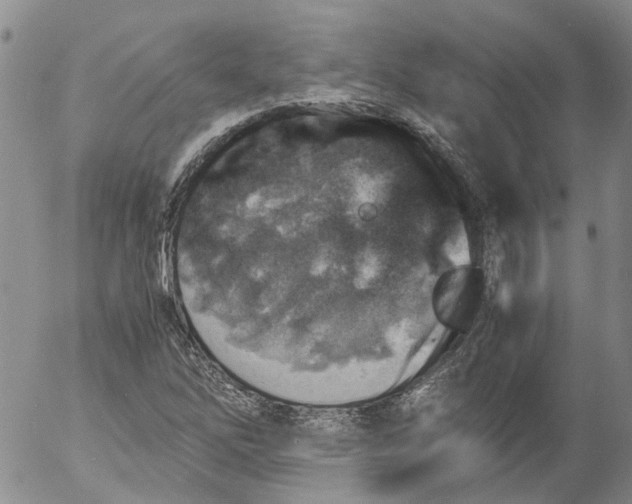 X0000053051262200508011839