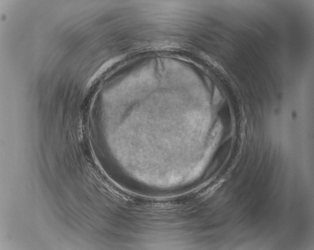 X0000053051306200508011837