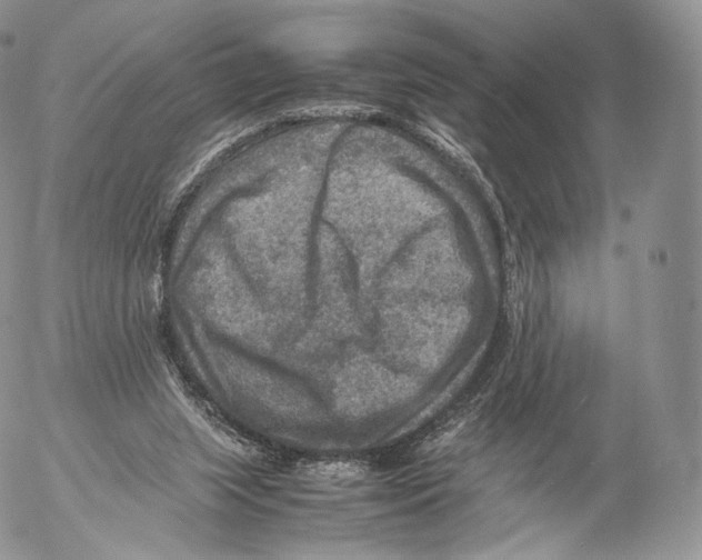 X0000053050063200508081139