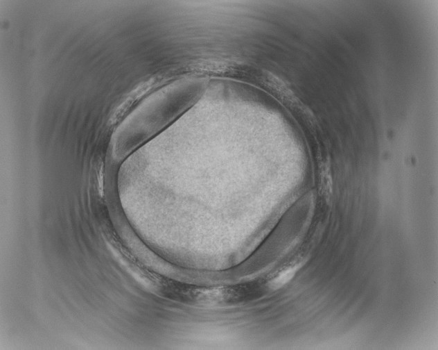 X0000053050068200508081139