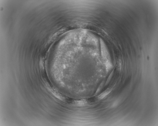 X0000053050286200508081136