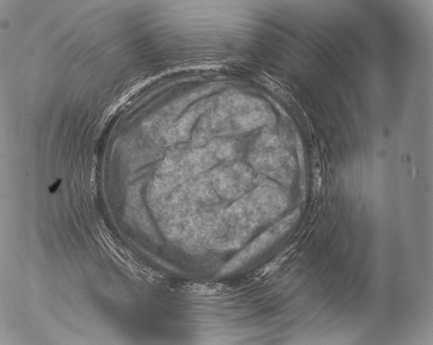 X0000053050346200508081134