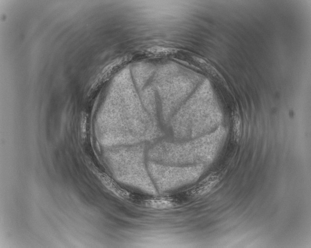 X0000053050668200508081130