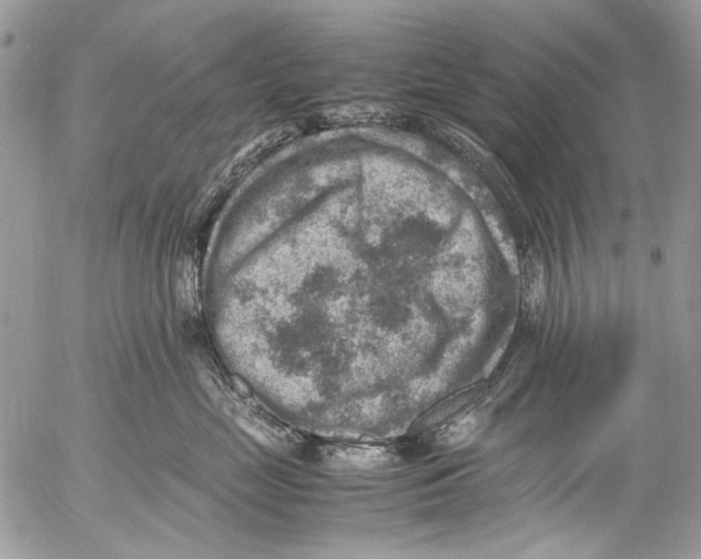 X0000053050669200508081130