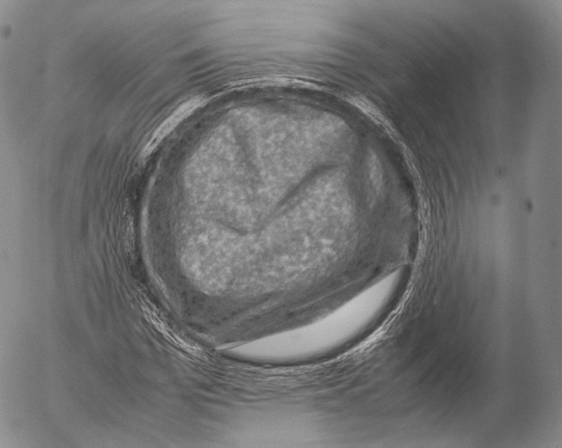 X0000053050969200508081124