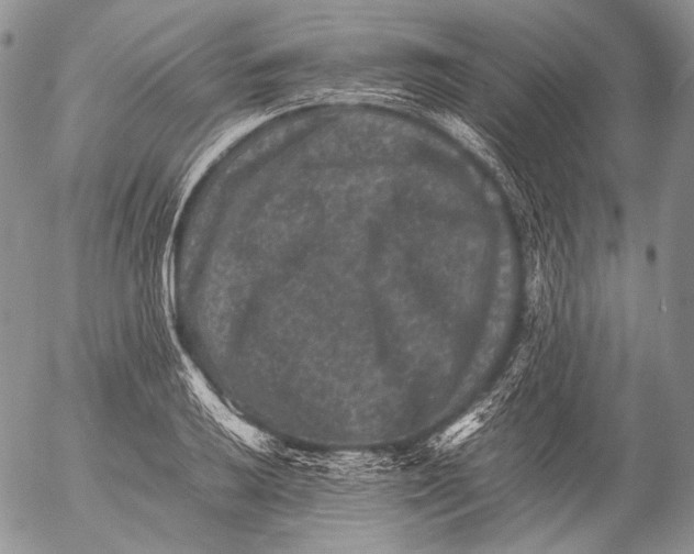 X0000053051032200508081123