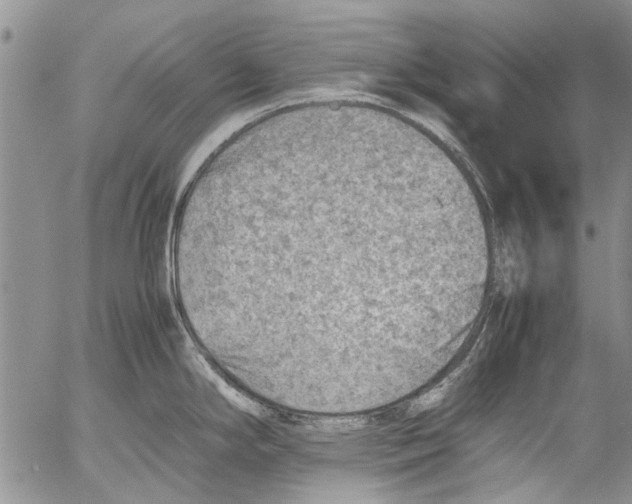 X0000053051294200508081119