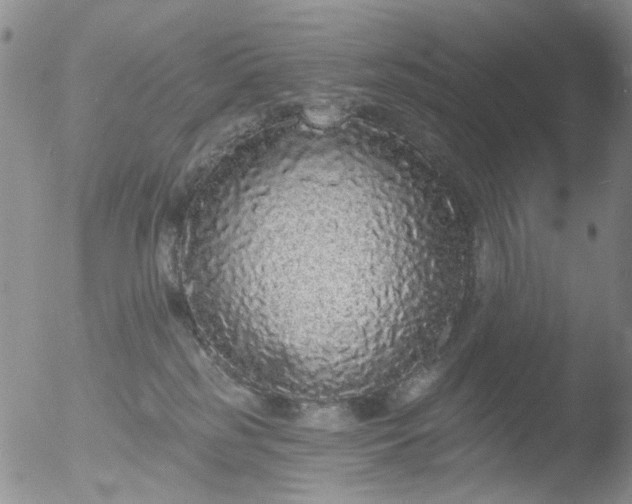 X0000053060185200507181609