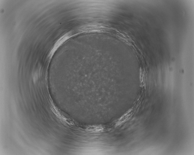 X0000053060099200507251459