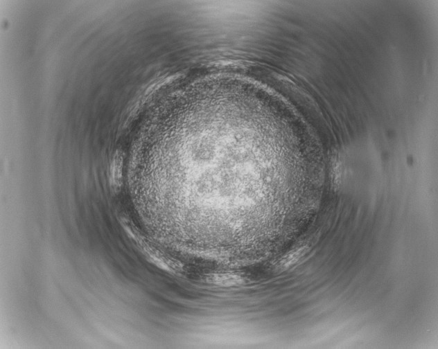 X0000053060668200507251450