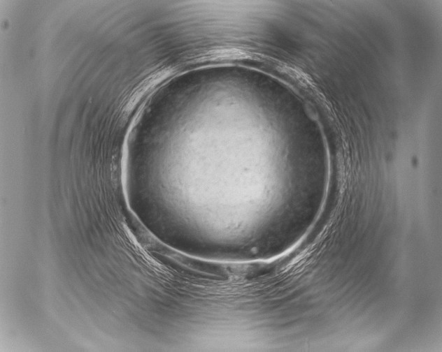 X0000053061225200507251440