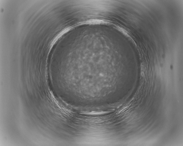 X0000053061229200507251440