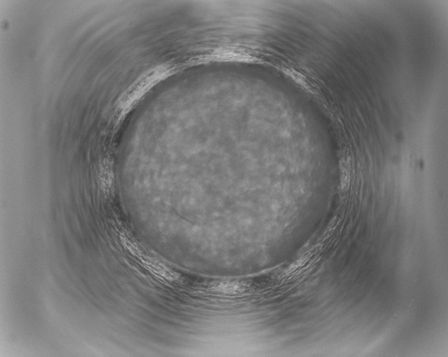 X0000053061266200507251439