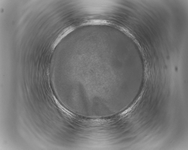 X0000053061425200507251437