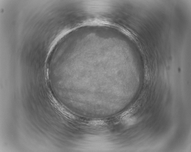 X0000053061462200507251436