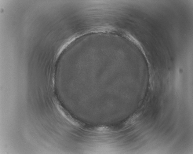 X0000053060059200508011925