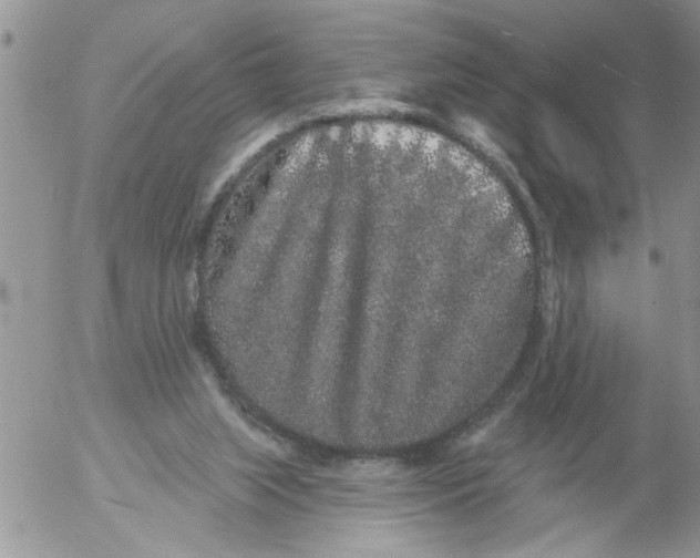 X0000053060063200508011925