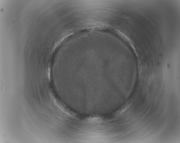 X0000053060067200508011925