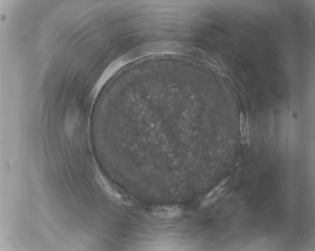 X0000053060099200508011924