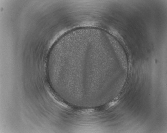 X0000053060108200508011924