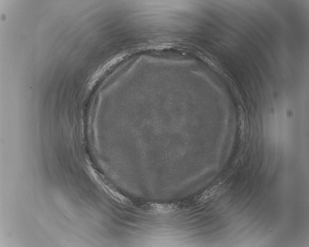 X0000053060442200508011918