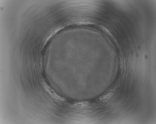 X0000053060447200508011918