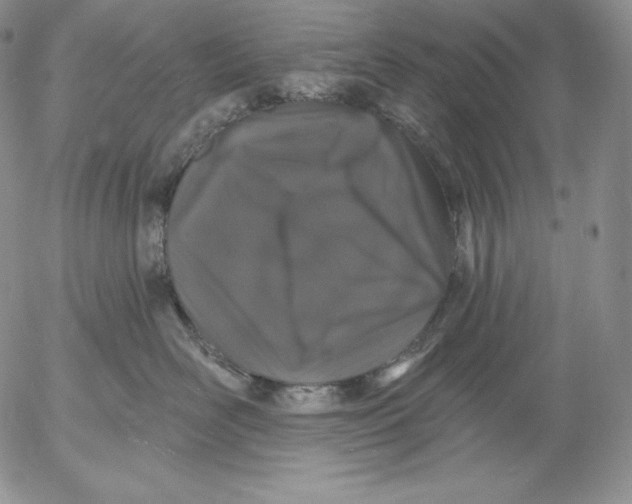 X0000053060526200508011917